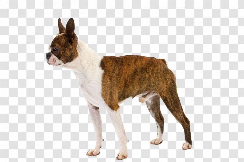 Boston Terrier Puppy Raincoat Pet Dog Breed - Snout - A Transparent PNG