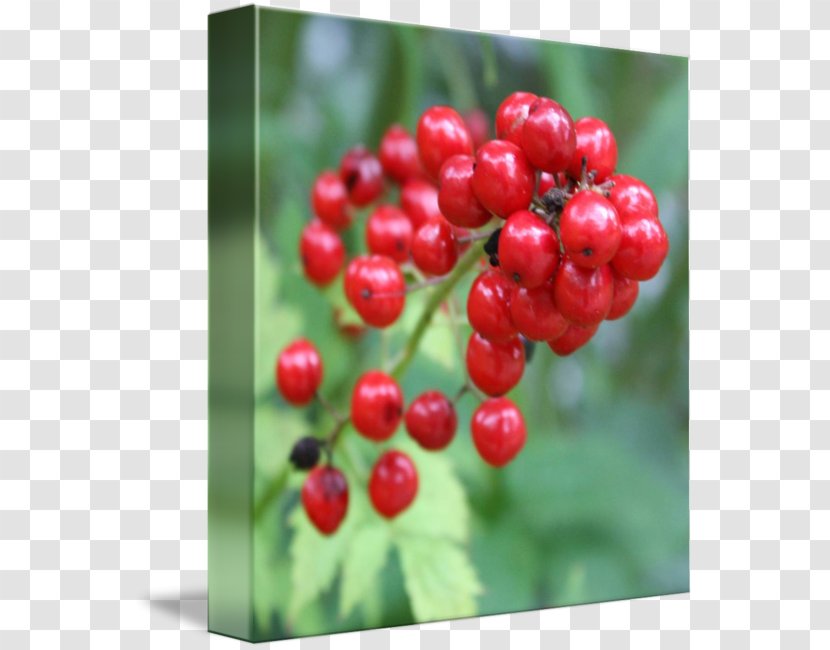 Lingonberry Zante Currant Shepherdia Cranberry - Blackberry - Frutti Di Bosco Transparent PNG