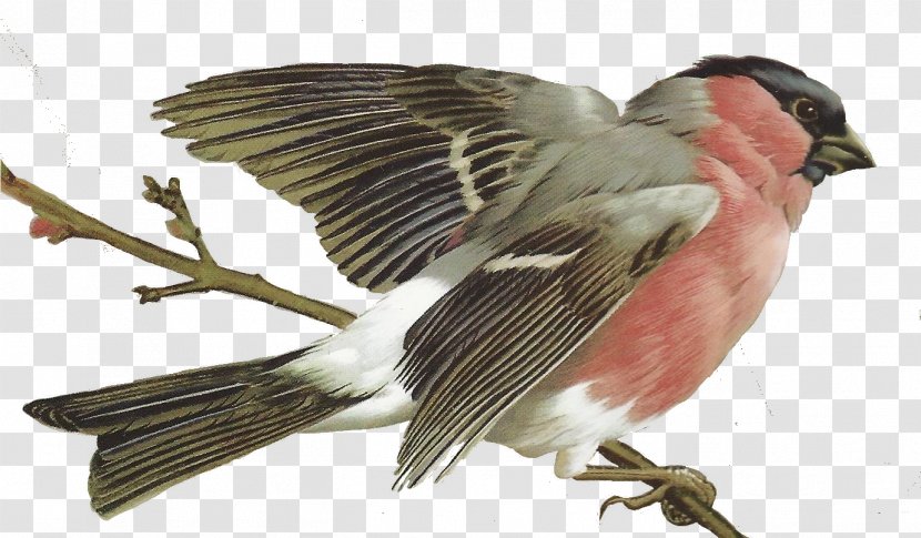 Bird Beak Wing Perching Woodpecker Finch - Tail - Eastern Kingbird Transparent PNG
