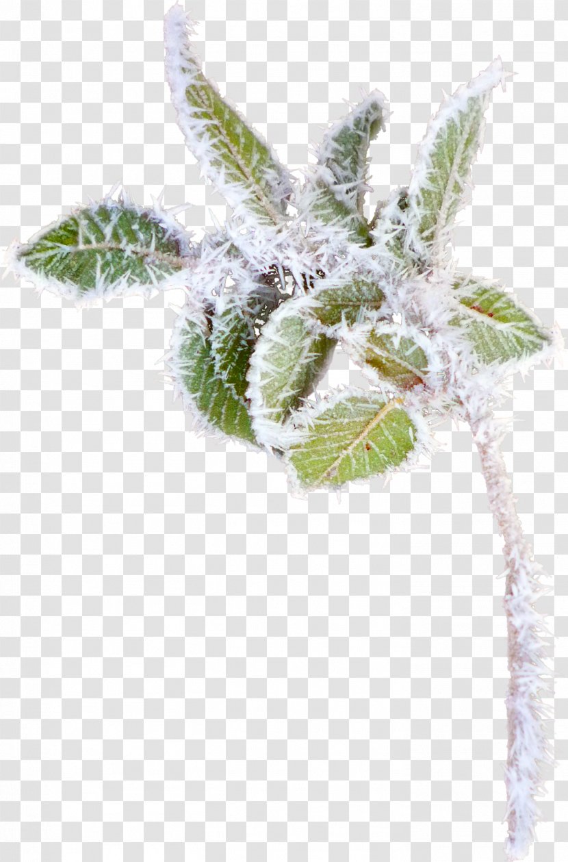 Branch Tree Leaf Clip Art - Plant - Khanda Transparent PNG