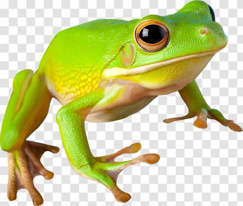 Frog Clip Art - Computer Software - Outdoors Transparent PNG