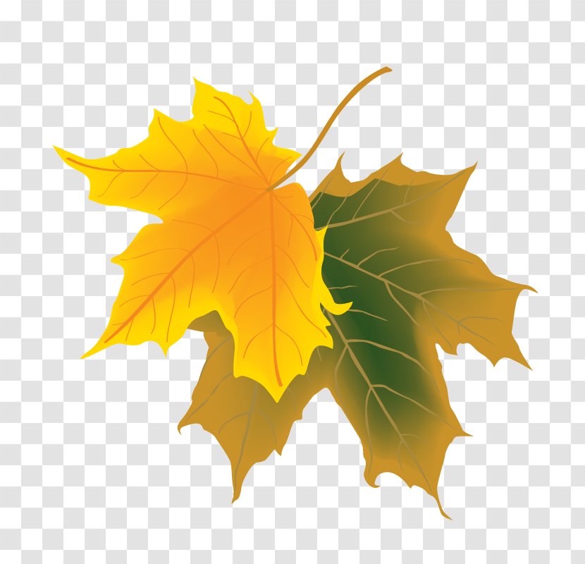 Deciduous Autumn Maple Leaf - Plant - Yellow-green Leaves Transparent PNG