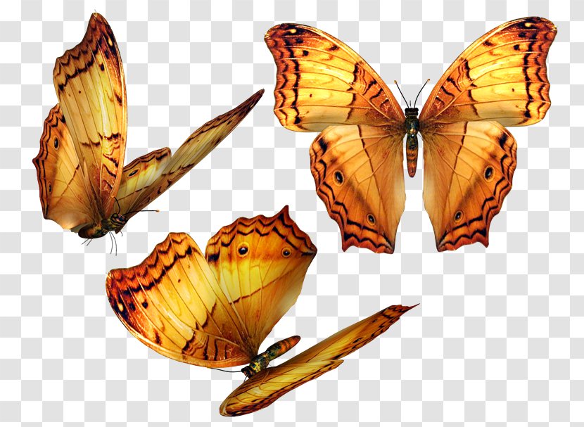 Butterfly Clip Art Adobe Photoshop Psd - Borboleta Transparent PNG