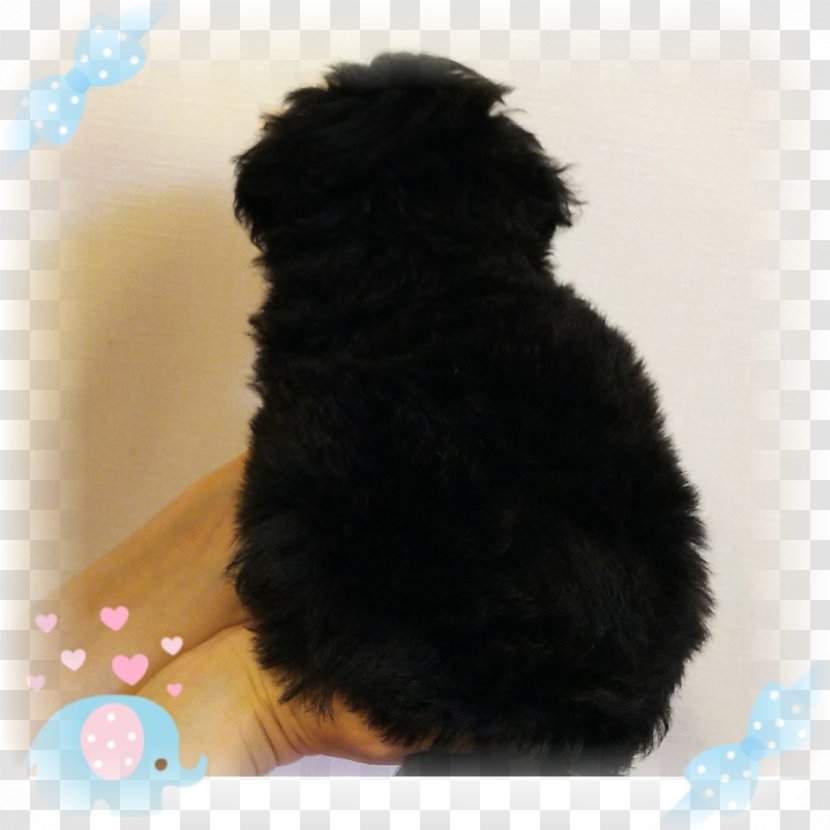 Schnoodle Cockapoo Havanese Dog Affenpinscher Spanish Water - Terrier - Toy Poodle Transparent PNG