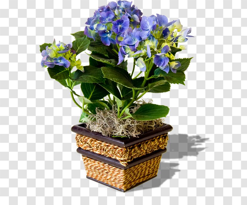 Flowerpot Pansy Clip Art - Flower Transparent PNG