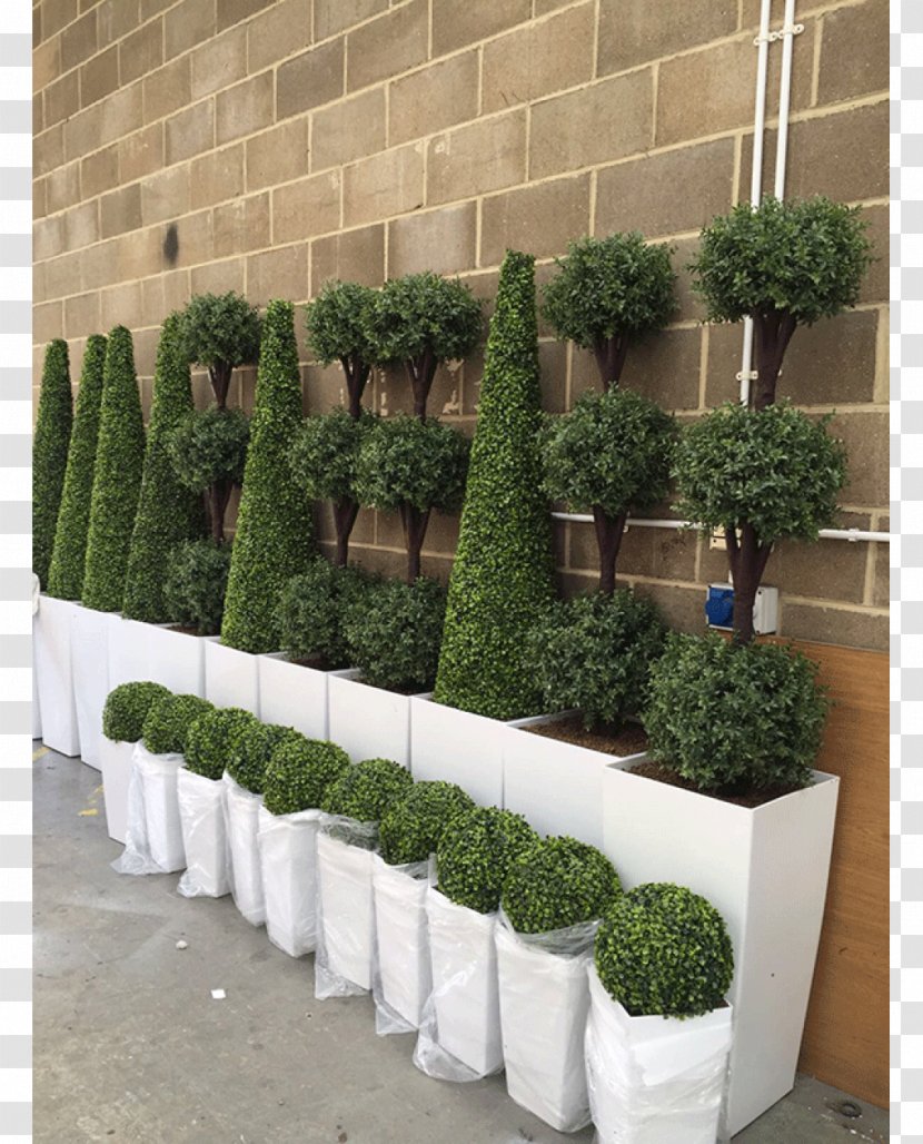 Hedge Tree Topiary Box Evergreen - Hospitality Transparent PNG
