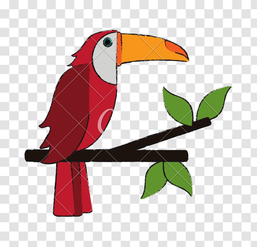 Bird - Piciformes - Branch Transparent PNG