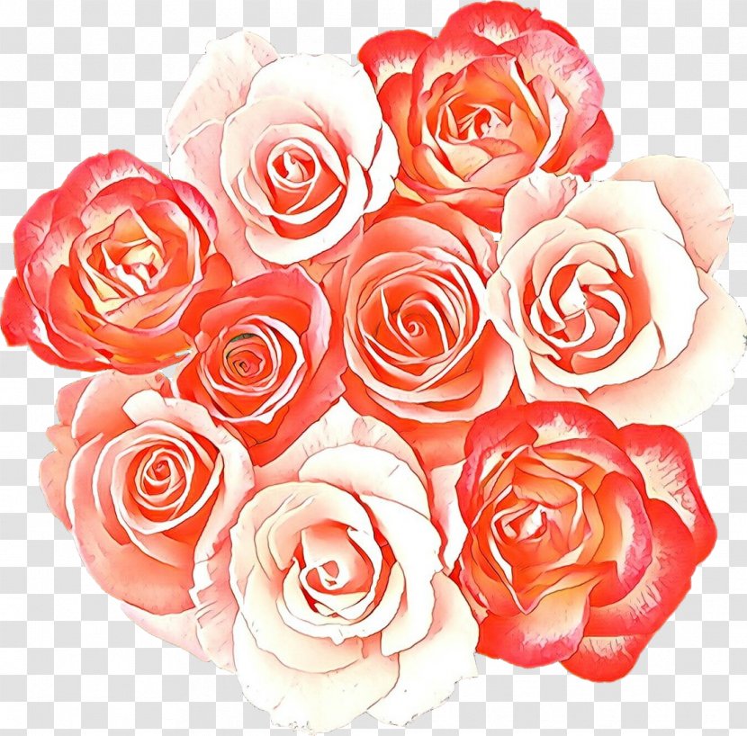 Garden Roses - Rose - Petal Plant Transparent PNG