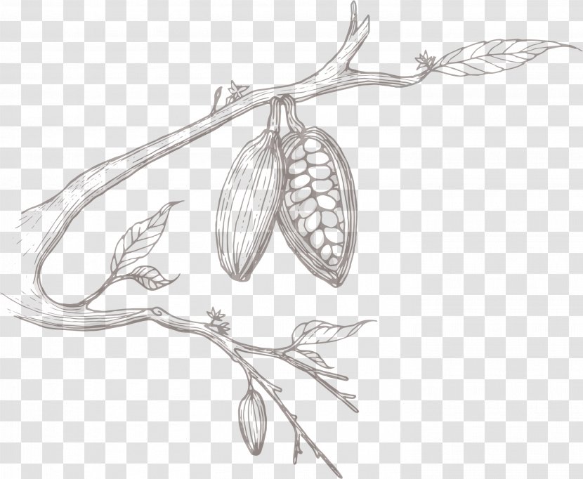 Sketch Product Design Flower Plant Stem - Invertebrate - Broad Beans Transparent PNG