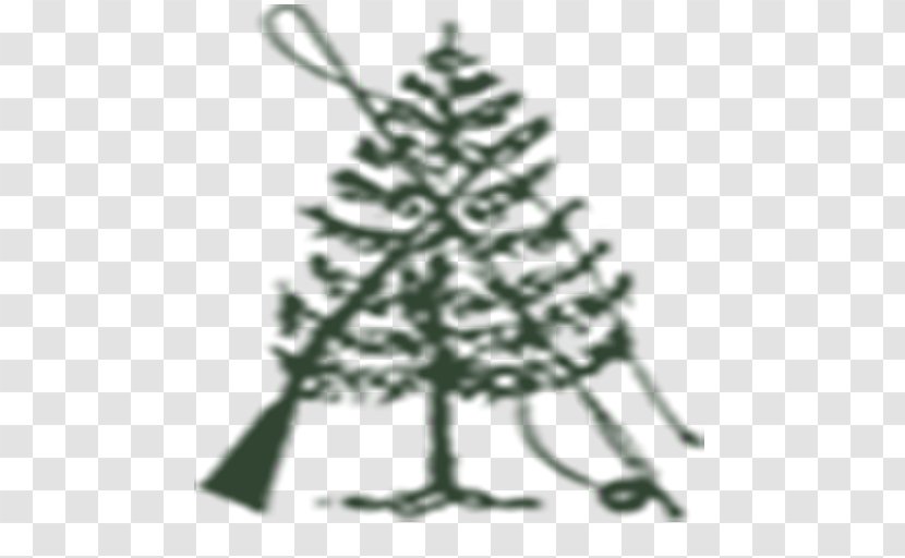 Fir Spruce Christmas Tree Ornament - Pine Family Transparent PNG