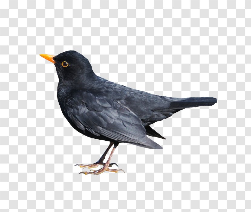 Common Blackbird Stock Photography - American Crow - Body Weight Transparent PNG