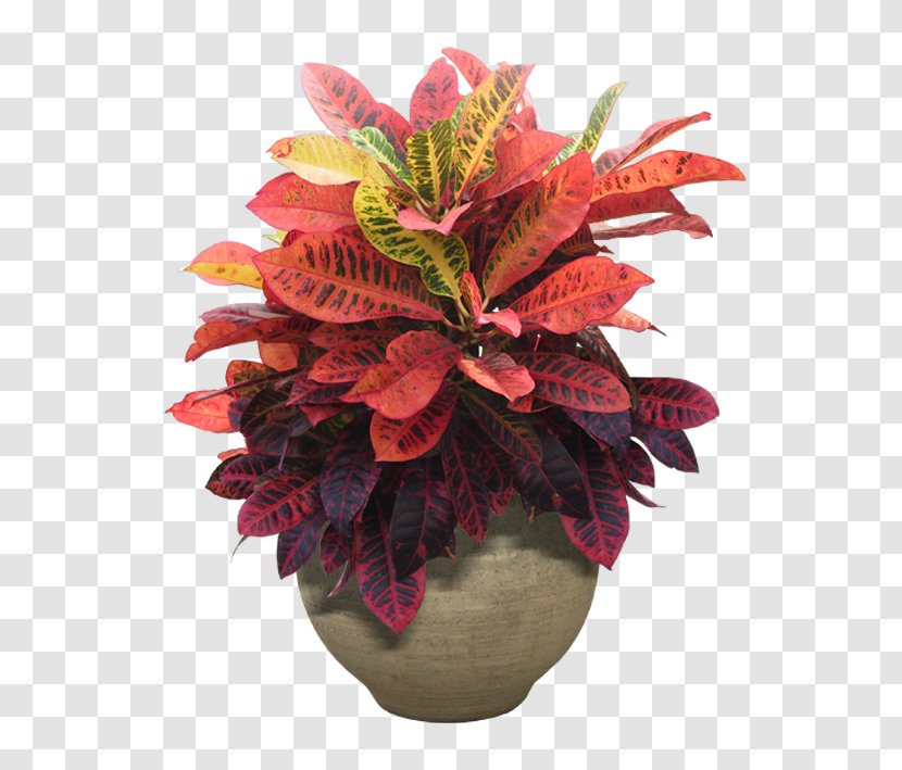 Houseplant Flower Tree - Cut Flowers - Small Potted Plants Transparent PNG