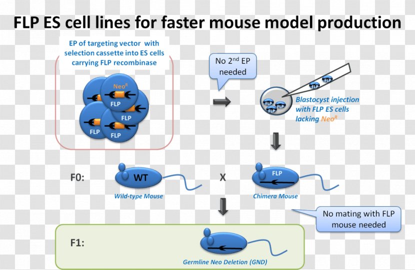 Gene Knockin Embryonic Stem Cell Immortalised Line Culture - Technology - Pafah1b1 Transparent PNG