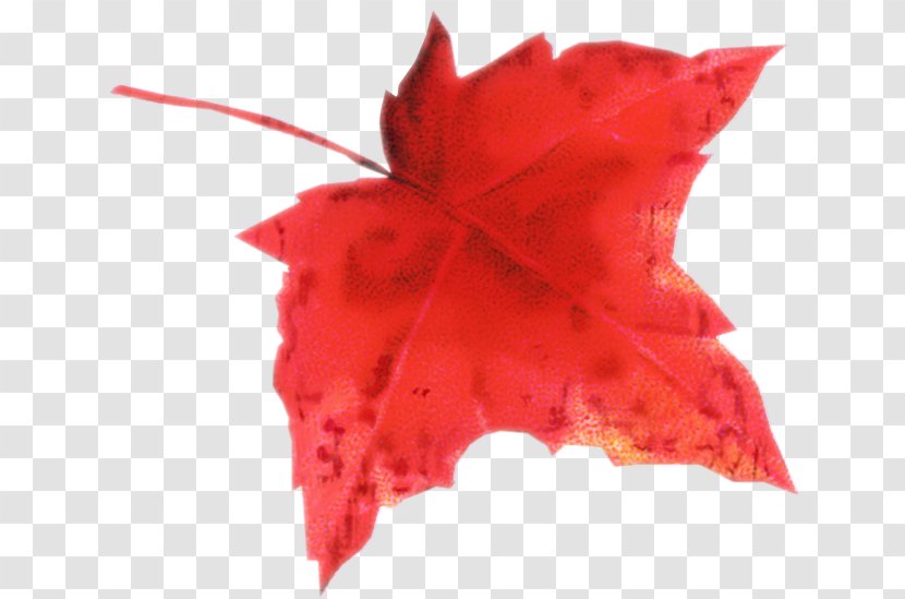 Maple Leaf Autumn Color Petal Transparent PNG