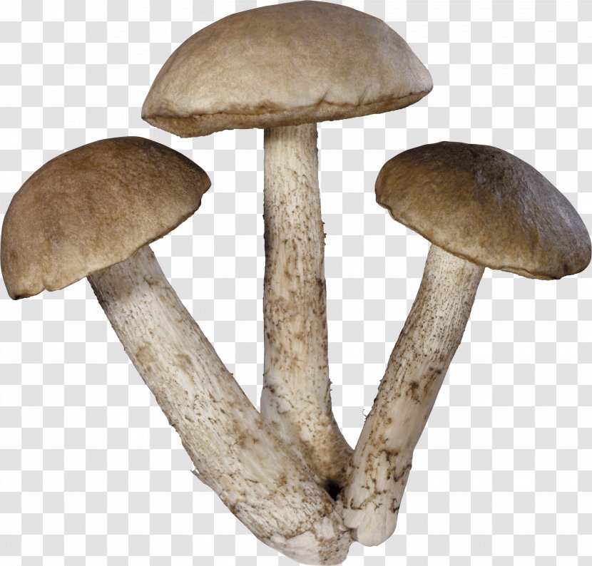 Common Mushroom Theme Clip Art - Pleurotus Eryngii - Mushrooms Transparent PNG