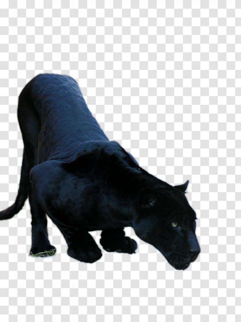 Black Panther Jaguar Cars XF Cougar - Highdefinition Television Transparent PNG