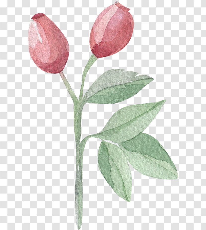 Tulip Watercolor Painting Leaf Follaje - Drawing Transparent PNG