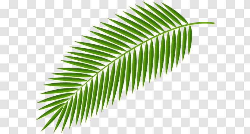 Palm Branch Desktop Wallpaper Arecaceae Clip Art - Palmleaf Manuscript - Paper Transparent PNG