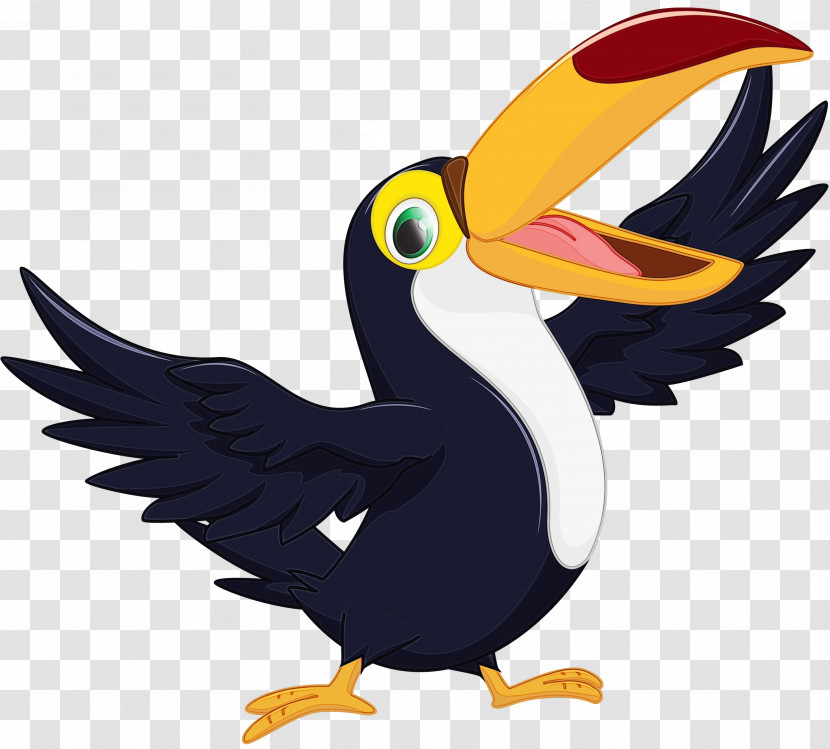 Hornbill Birds Toucans Piciformes Coraciiformes Transparent PNG
