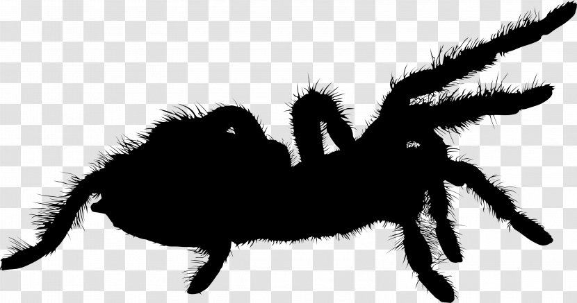 Black & White - Organism - M Insect Character Silhouette Pet Transparent PNG