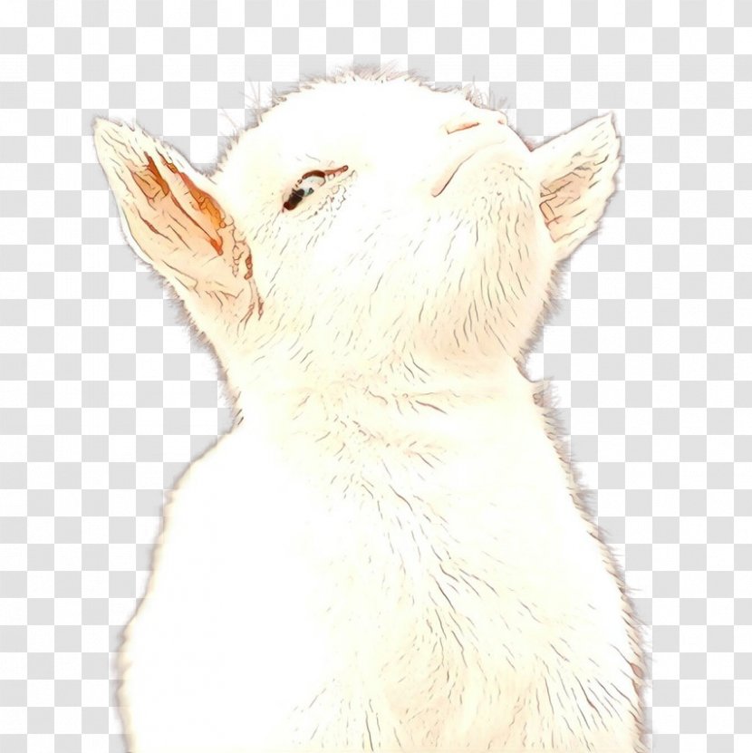 Whiskers Dog Breed Cat Hare - Fawn - M02csf Transparent PNG