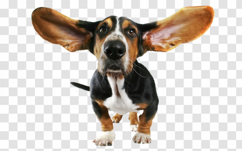 Basset Hound Beagle Dog Breed Ear Snout - 9 Transparent PNG