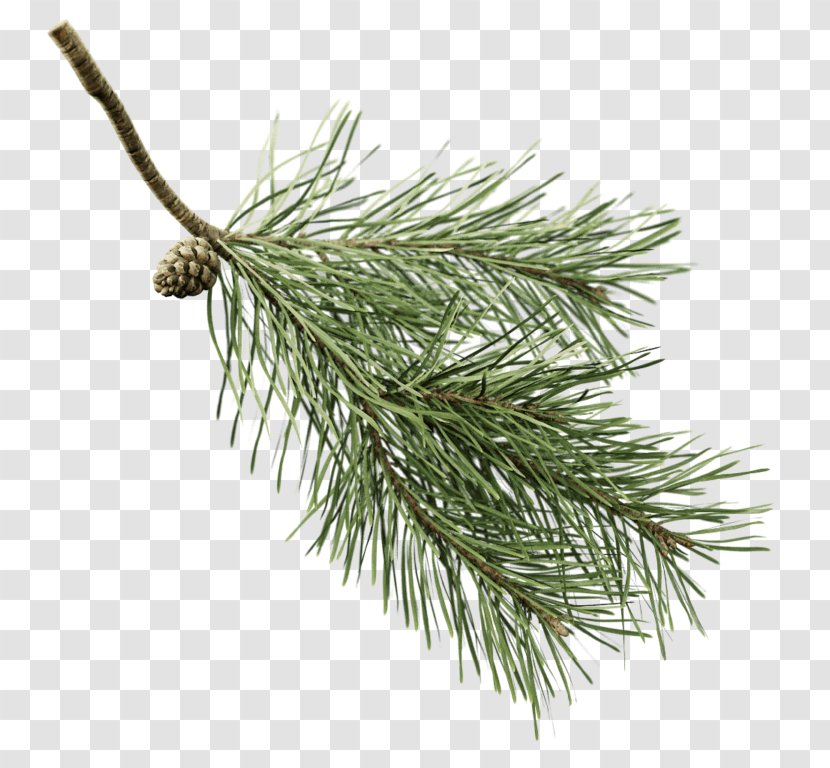 Fir Twig Scots Pine Spruce Branch - Conifer - Tree Transparent PNG