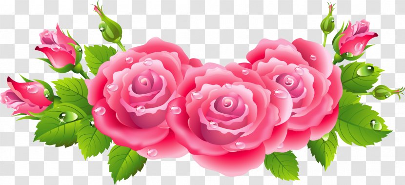 Rose Drawing Flower - Magenta Transparent PNG