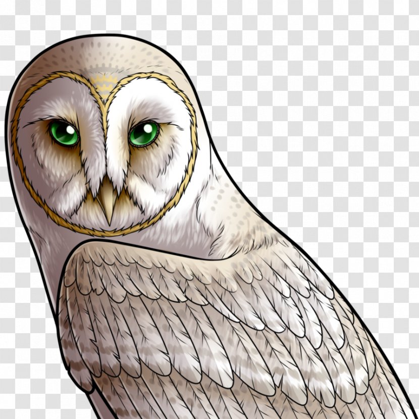 Owl Beak Bird Feather Eye - Neck Transparent PNG