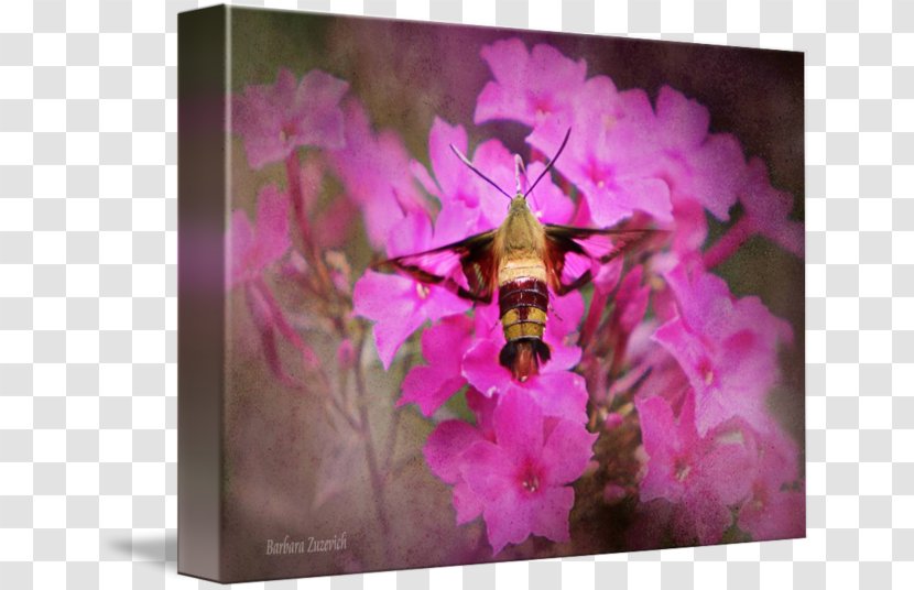 Pink M Cherry Blossom ST.AU.150 MIN.V.UNC.NR AD - Pollinator Transparent PNG
