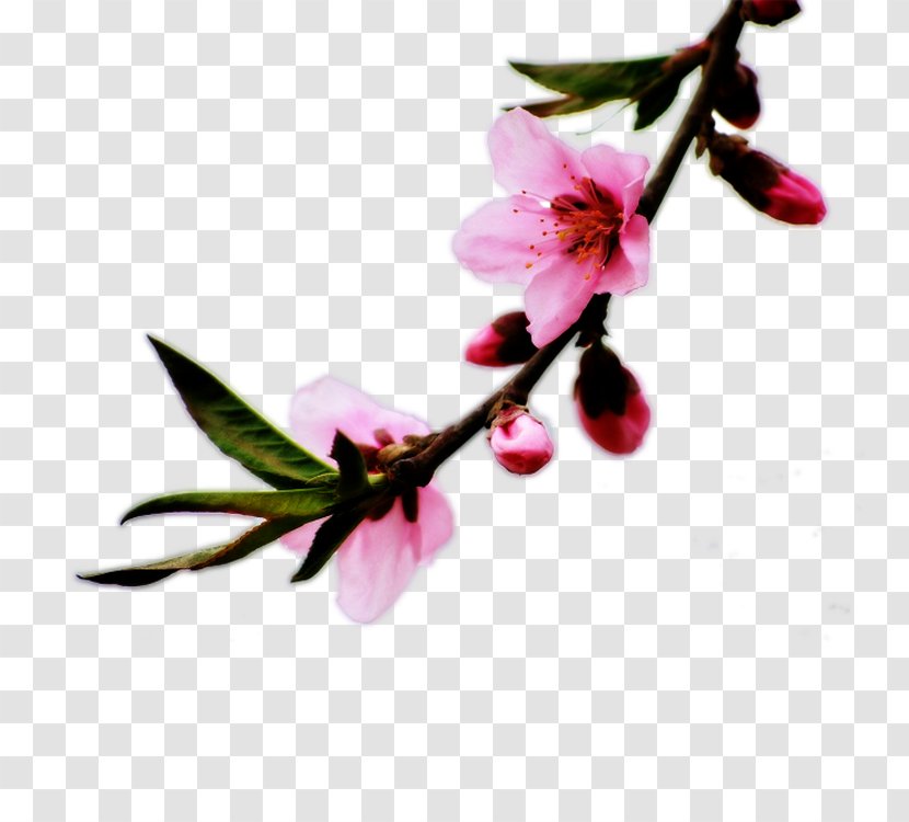Blossom Petal Peach - Flowering Plant - Photos Transparent PNG