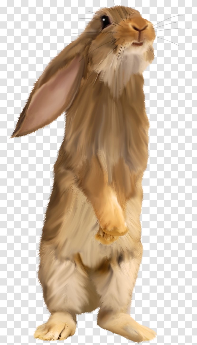 Easter Bunny Hare Squirrel Rabbit - Leporids - Brown Cute Transparent PNG