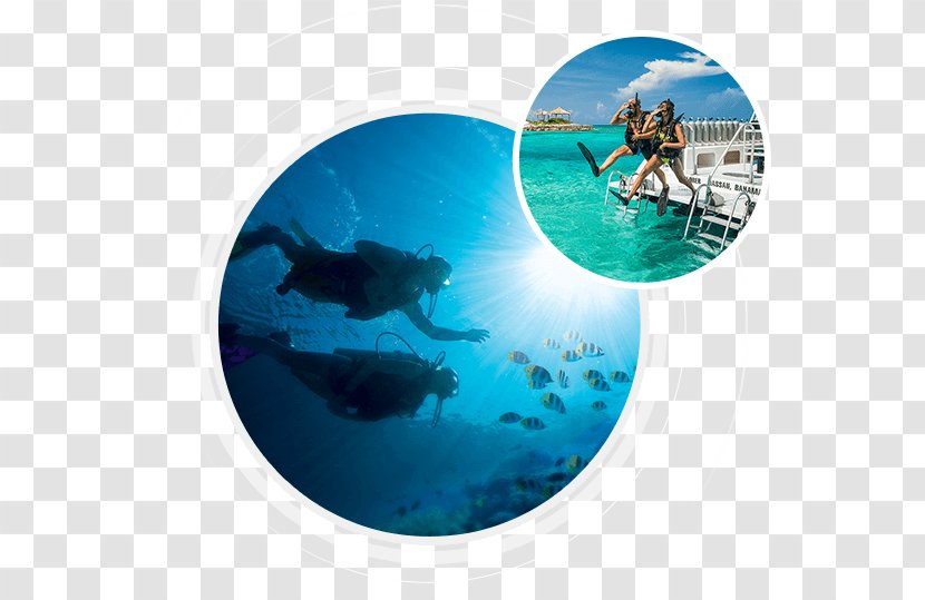 Scuba Diving Underwater Set Recreational Dive Sites Wajag Island - Center - Reactive Watersports Co Transparent PNG