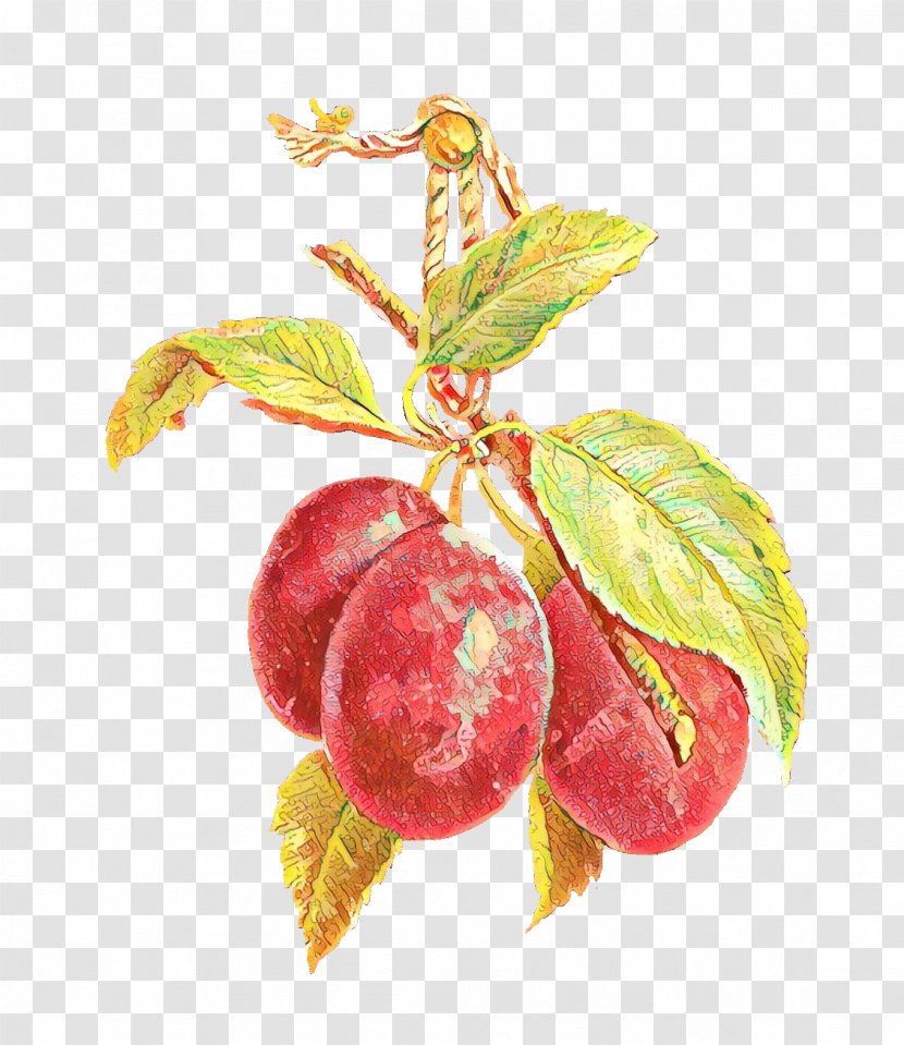 Tree Of Life - Seedless Fruit - Loganberry Transparent PNG