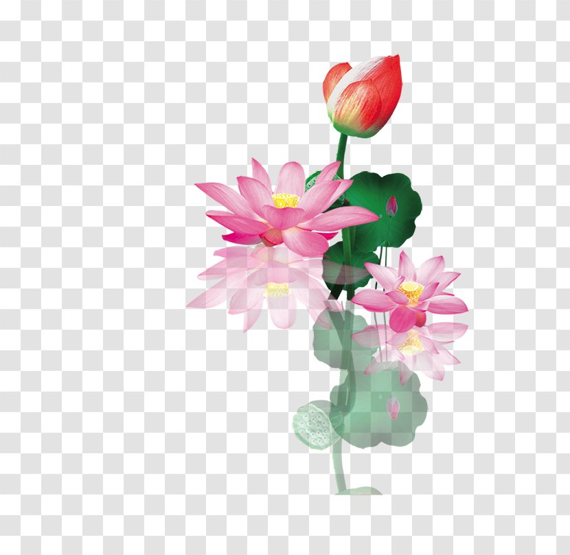 Nelumbo Nucifera Floral Design - Bud - Lotus Transparent PNG