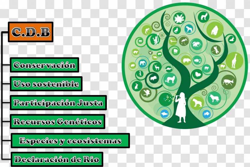 International Day For Biological Diversity Year Of Biodiversity 22 May Conservation - Green - Natural Environment Transparent PNG