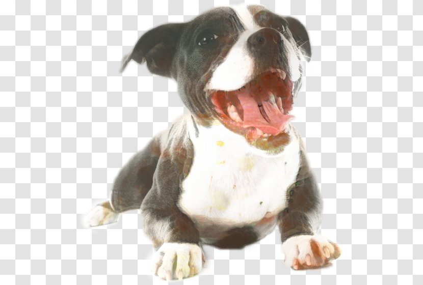 American Bully Dog - Bulldog Molosser Transparent PNG