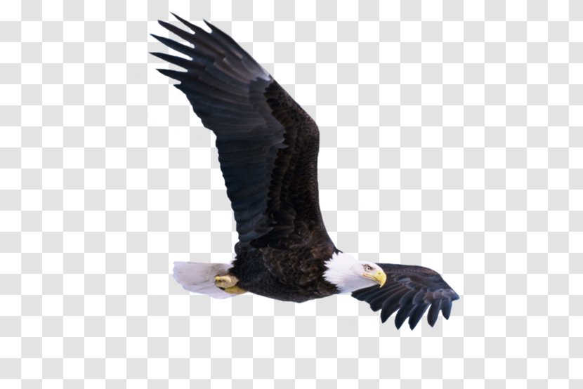 Bald Eagle Bird Transparent PNG