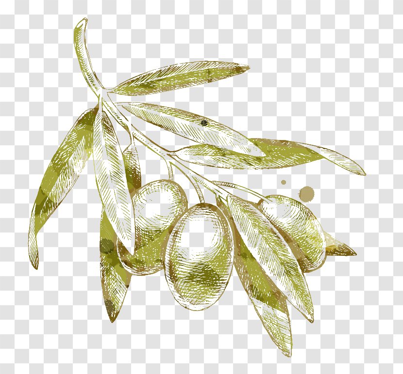 Olive Branch Drawing - Yellow Olives Transparent PNG