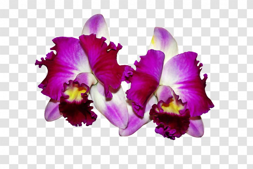 Cattleya Orchids Guarianthe Skinneri Flower Transparent PNG