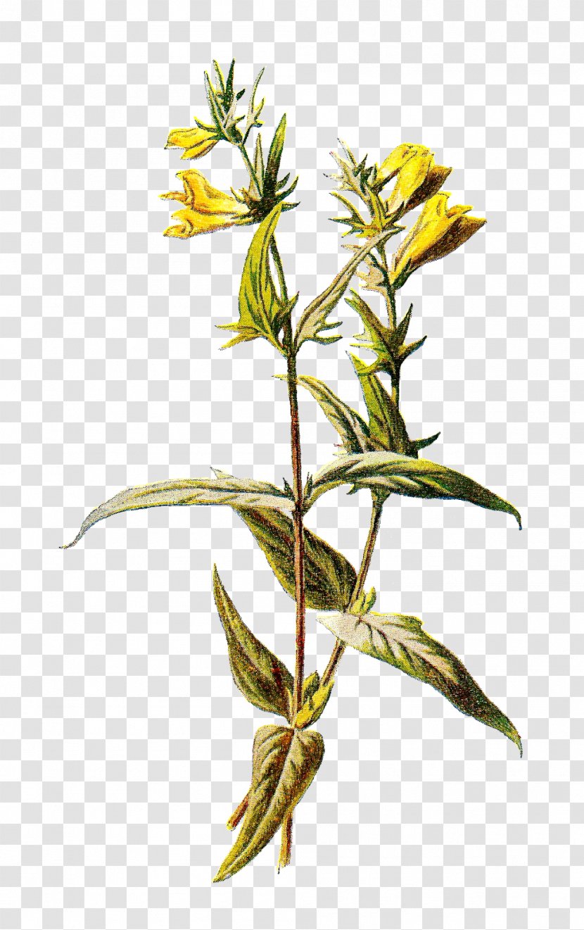 Common Wheat Emmer Einkorn Melampyrum Pratense - Herb - Botanical Transparent PNG