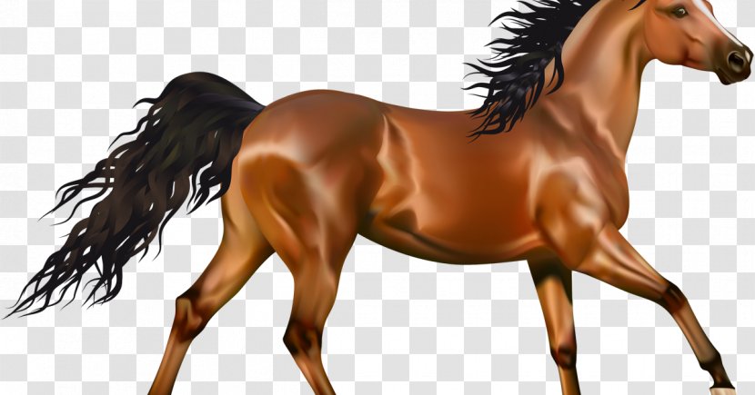 Arabian Horse Pony Andalusian American Paint Clip Art - Mare - Head Anatomy Transparent PNG