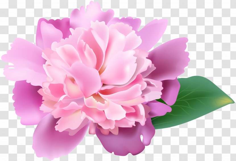 Peony Flower Image Resolution Clip Art - Arranging - Pink Transparent PNG
