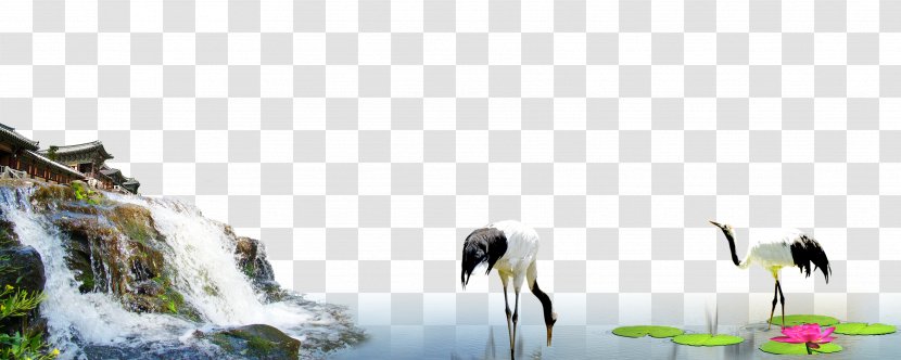 Red-crowned Crane Bird Siberian Wallpaper - Falls Under Transparent PNG