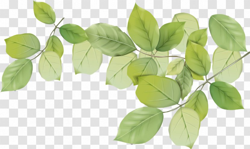 Leaf Plant Stem Petal - Green Transparent PNG