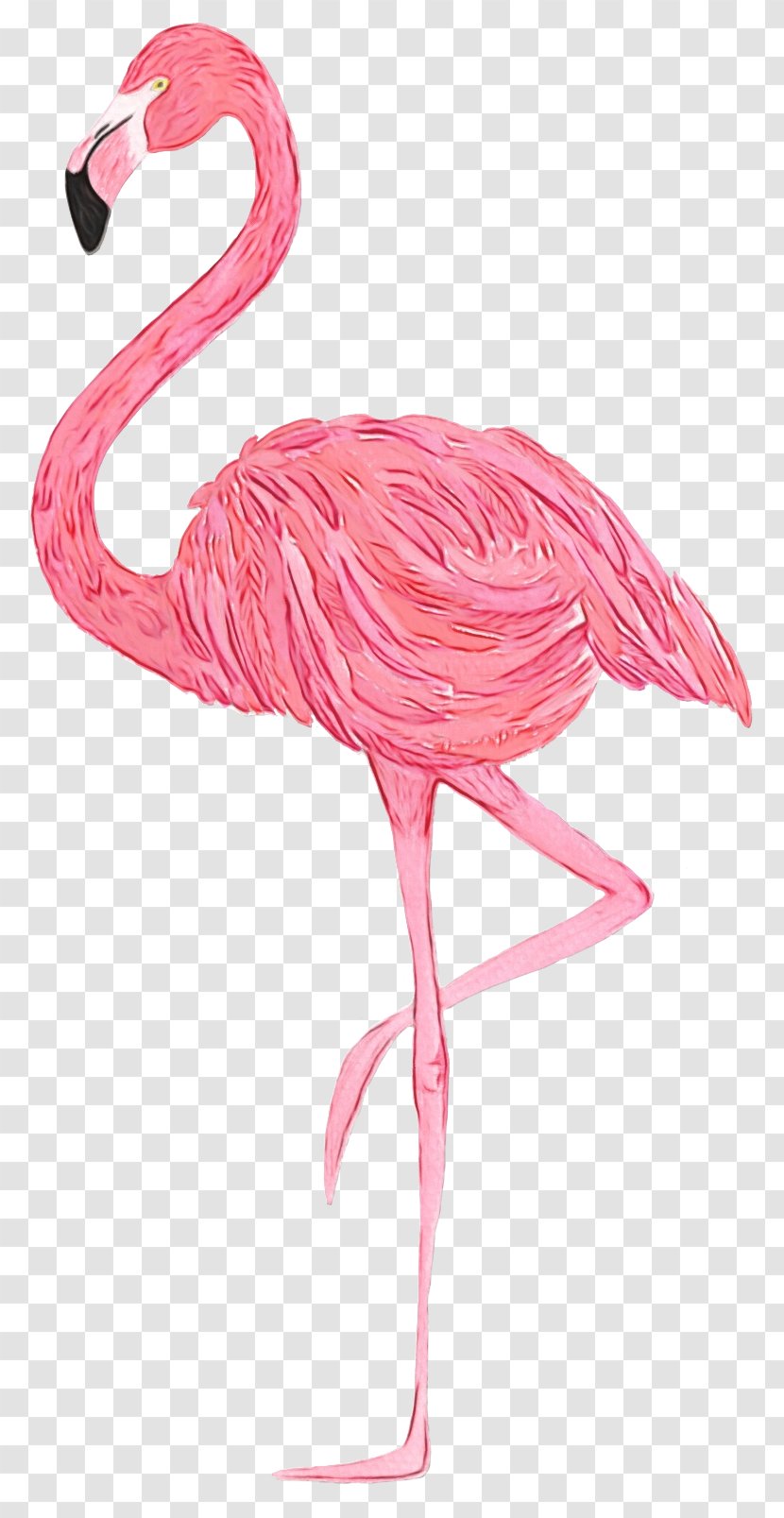 Flamingo Watercolor - Painting - Beak Muscle Transparent PNG