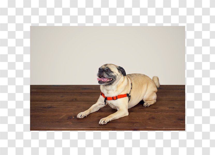 Pug Puppy Dog Breed Companion Harness Transparent PNG