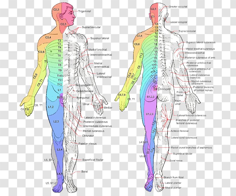 Dermatome Spinal Cord Peripheral Nervous System Nerve Myotome - Frame - Anatomy Transparent PNG