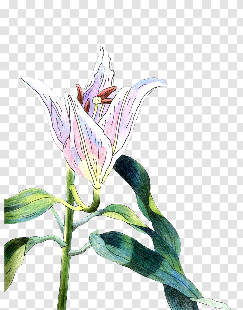 Lilium Download - Flower - Painted Lily Transparent PNG