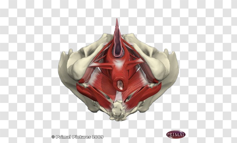 Pelvic Floor Pelvis Physical Therapy Interstitial Cystitis - Woman Transparent PNG